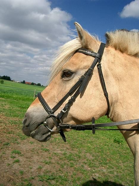 Fjordhest Freja †RIP 23/11-2010 billede 1