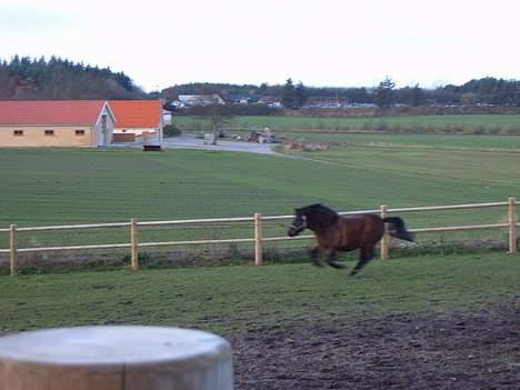 Anden særlig race Lucky billede 10