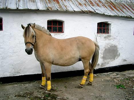Fjordhest Freja †RIP 23/11-2010 - Sommer billede 2