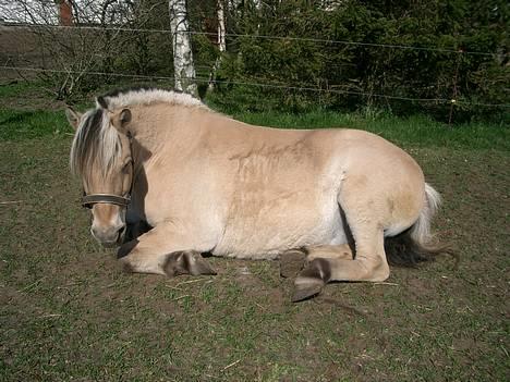 Fjordhest Freja †RIP 23/11-2010 - Dejligt med noget sol billede 3