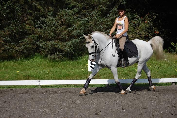 Anden særlig race Bacardi Solgt :'( - Taget af Carina Rønbjerg billede 2