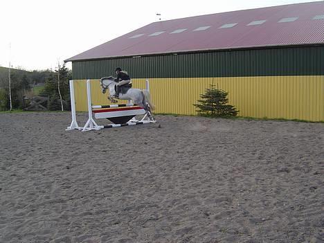 Anden særlig race Plaisir SOLGT - Til springtræning billede 8