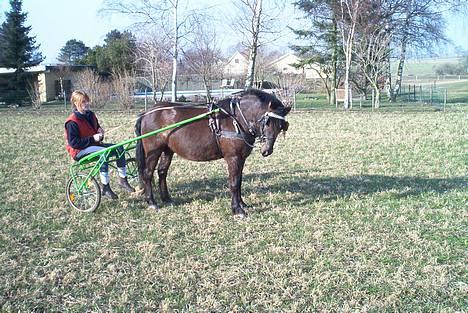 Gotlandsruss Marco-Polo DØD - Sjov med sulky billede 3
