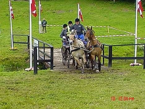 Frederiksborg Zharie af Nordmarken - her er hun til DM 2004 i kørsel med hest og vogn billede 1