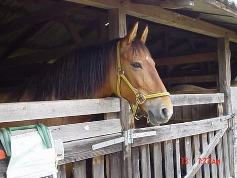 Frederiksborg Zharie af Nordmarken - Zharie på dyreskue i Odense 2004 billede 2