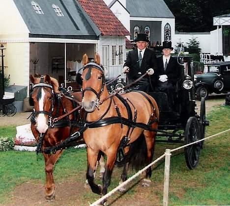Frederiksborg Zharie af Nordmarken - Zharie sammen med sin makker Chilli til luftspil på Frøbjerg Bavnehøj 2004 billede 3