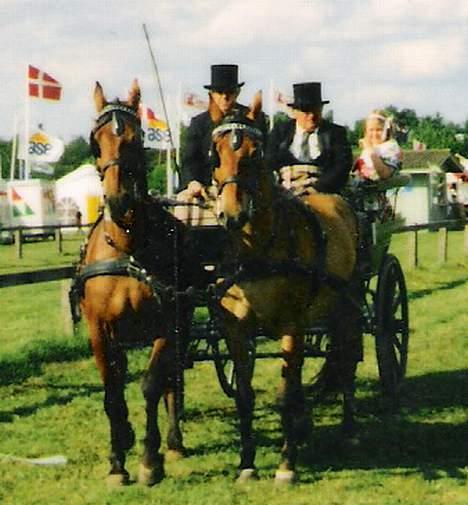 Frederiksborg Zharie af Nordmarken - Zharie og hendes tvillingesøster Zhabel på dyreskue første gang billede 4