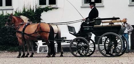 Frederiksborg Zharie af Nordmarken - Zharie`s første åbne kørestævne billede 5