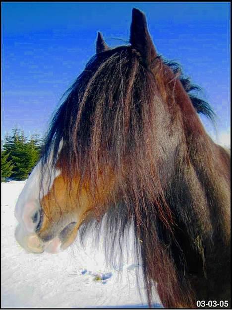 Tinker Holm's Skye Dancer - Skye i sneen billede 1