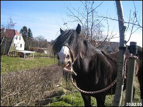 Tinker Holm's Skye Dancer - Skye der spiller smart billede 2