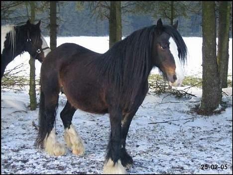 Tinker Holm's Skye Dancer - Da vi var henne og se hende billede 3