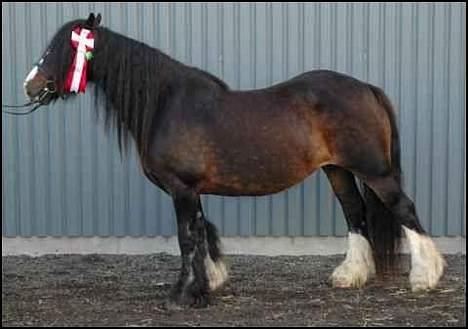 Tinker Holm's Skye Dancer - ICS-kåring, 2. premium billede 4