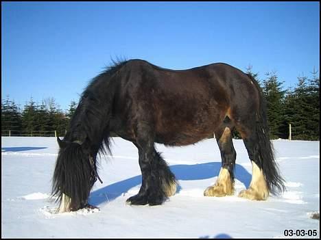 Tinker Holm's Skye Dancer - Skye i sneen billede 5