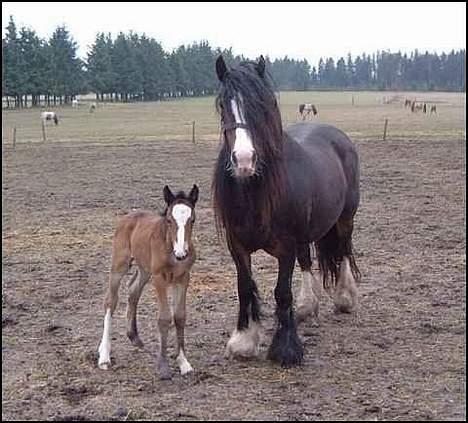 Tinker Holm's Skye Dancer - Fra Godrumgaard, med føl billede 9