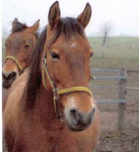 Frederiksborg Zharie af Nordmarken - her er Zharie med sin tvillingesøster Zhabel i baggrunden.. de to er meget tæt knyttet.. sødt ikk.. billede 6