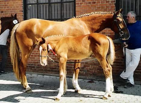 Frederiksborg B.C. Sedna af Nordmarken - her er Sedna på Broholm hvor hun gik fløj i hendes klasse.. det er hendes mor i baggrunden.. billede 1