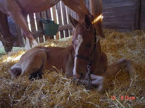 Frederiksborg B.C. Sedna af Nordmarken - dette er også på dyreskuet i Odense.. efter en hård dag trænger hun til et hvil.. billede 2