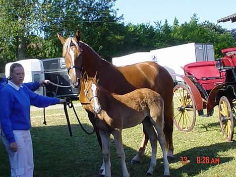 Frederiksborg B.C. Sedna af Nordmarken - her er Sedna på dyreskue i Odense med sin mor Nica af Nordmarken.. det er mig der holde hende.. billede 3