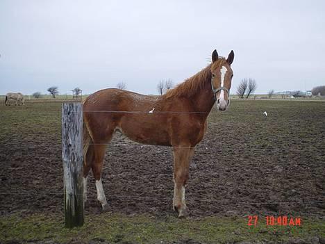 Frederiksborg B.C. Sedna af Nordmarken - her er Sedna hjemme på folden og man kan ikke se at hun lige er blever ordnet.. hun elsker at være beskidt.. he he.. billede 4