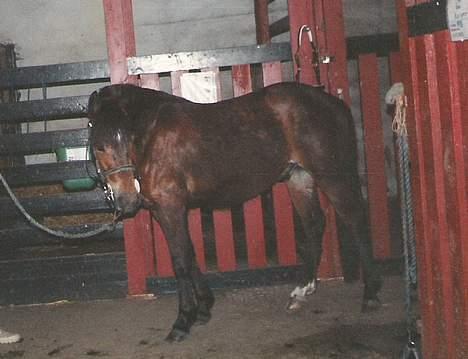 New Forest Cooper  "EFTERLYSNING" billede 1