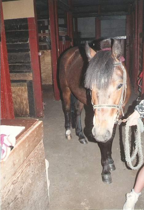 New Forest Cooper  "EFTERLYSNING" billede 2