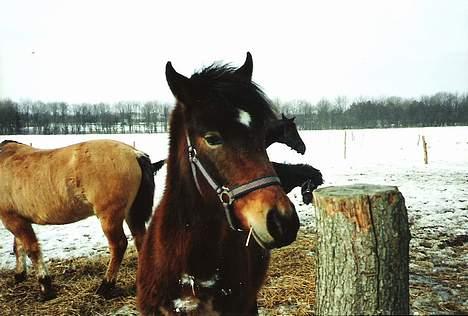 New Forest Cooper  "EFTERLYSNING" billede 3