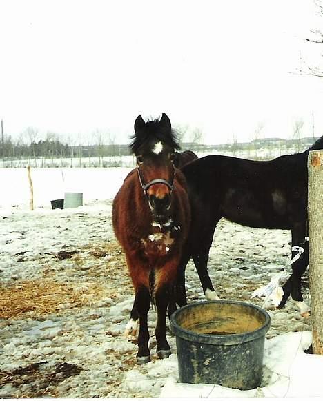 New Forest Cooper  "EFTERLYSNING" billede 4