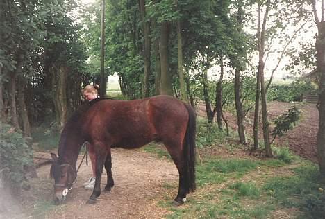 New Forest Cooper  "EFTERLYSNING" billede 5