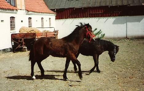 New Forest Cooper  "EFTERLYSNING" billede 6