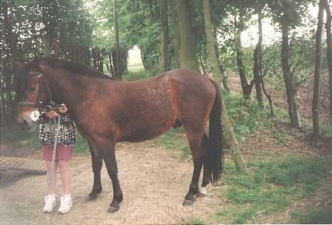 New Forest Cooper  "EFTERLYSNING" billede 7