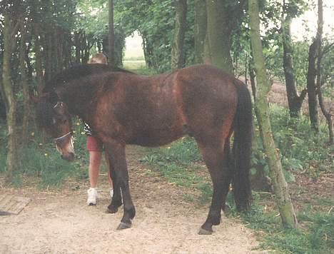 New Forest Cooper  "EFTERLYSNING" billede 8