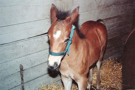 New Forest Cooper  "EFTERLYSNING" billede 9