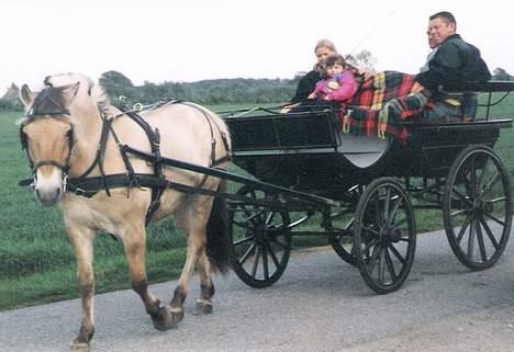 Fjordhest Buster - her går Buster en-spænder og det er Karoline på 3 år der køre ham.. (en voksen har i enden af tømmen) billede 1