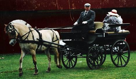 Fjordhest Buster - her er Buster på dyreskue i Odense hvor han kørte opvisning.. billede 2