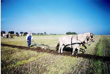 Fjordhest Buster - her er Buster ude og pløje sammen med sin makker Puk.... billede 3