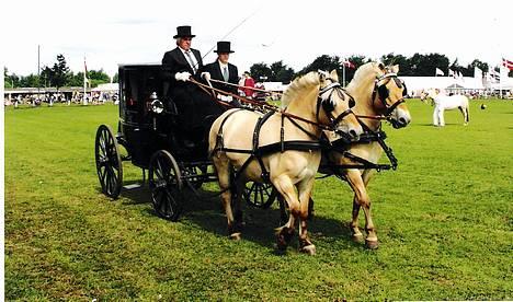 Fjordhest Buster - her er Buster på dyreskue i Odense med sin makker Puk hvor de kørte opvisning.... billede 4