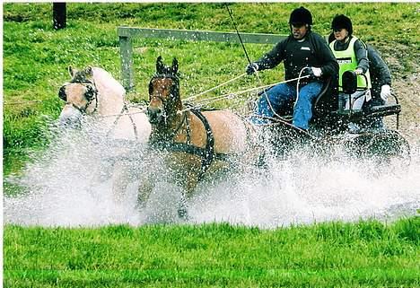 Fjordhest Buster - vand.. jubii.. det er bare sjovt.. billed fra DM i kørsel på Kærsgård 2004.. Buster og hans makker Zharie.. billede 5