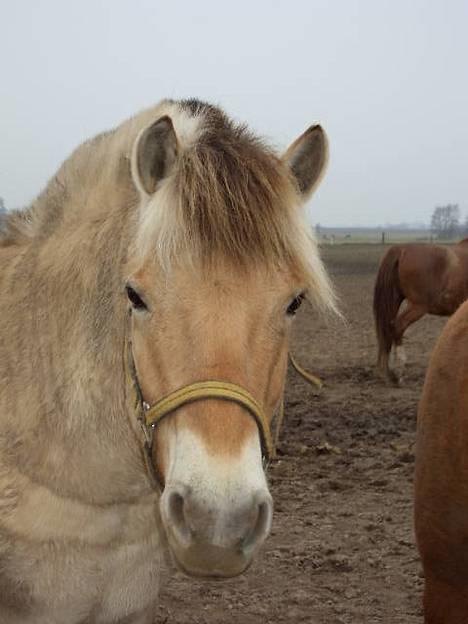 Fjordhest Buster - her er Buster ude på folden dejlig beskidt.. og det elsker han at være.. billede 6