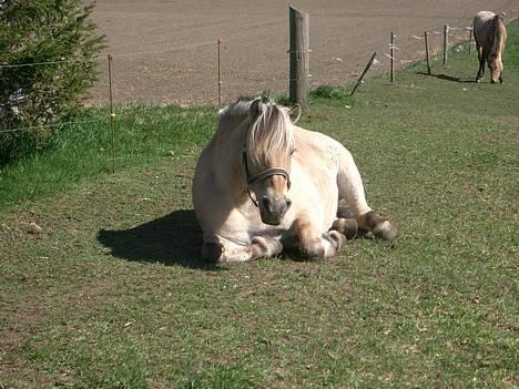 Fjordhest Freja †RIP 23/11-2010 - Jeg blev lige træt billede 6