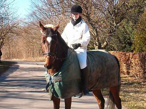 Hannoveraner Aktiv Igen (DØD) billede 5