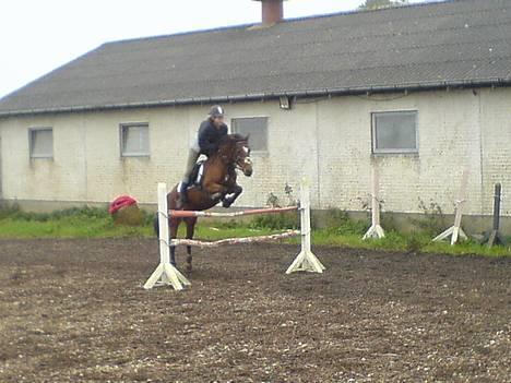 New Forest Kvægenbjergs Scheik RIP - Her springer vi ca 1,20 :) undskyld kvaliteten. Fotograf: Linda L (Prinz´ ejer) billede 2