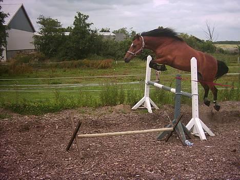 New Forest Kvægenbjergs Scheik RIP - Her løsspringer han for første gang nogensinde <3 Fotograf: Mig billede 3