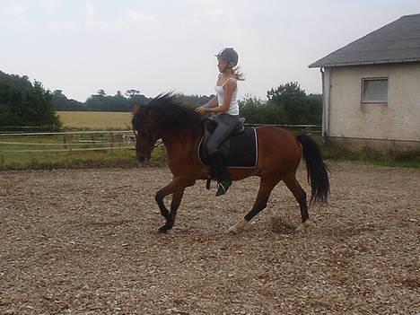 New Forest Kvægenbjergs Scheik RIP - Scheik og jeg til undervisning d. 1-8-2006 Fotograf: Anne M billede 4