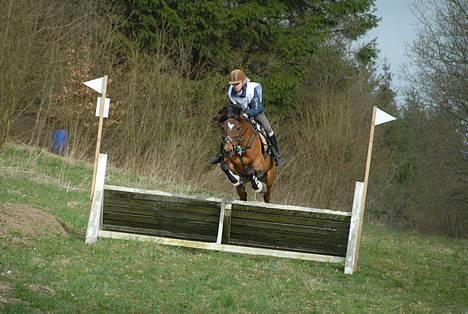 New Forest Kvægenbjergs Scheik RIP - Military med den nye ejer <3 billede 6