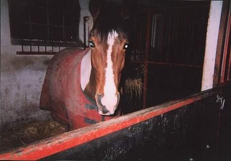 Pinto Indira Lucy - Lucy i sin gamle boks på ejnersminde:) billede 3