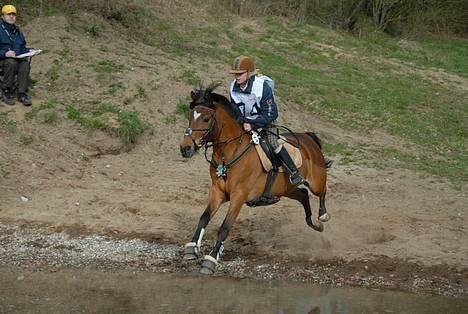 New Forest Kvægenbjergs Scheik RIP - Military med den nye ejer <3 billede 8