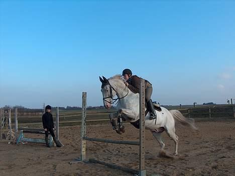 Knabstrupper Zeus R.I.P - lille spriing.. billede 6