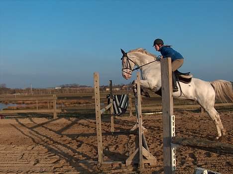 Knabstrupper Zeus R.I.P - ikke så godt taget.. men synes det ser godt ud.. billede 7