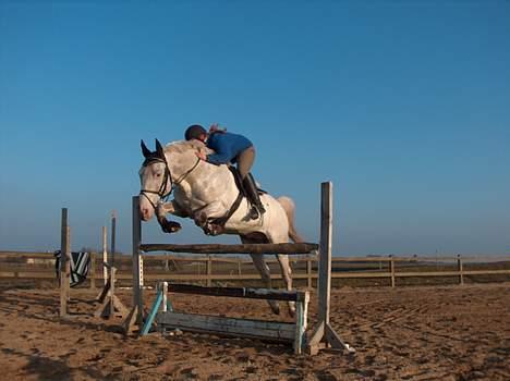 Knabstrupper Zeus R.I.P - lidt mere spring.. billede 8