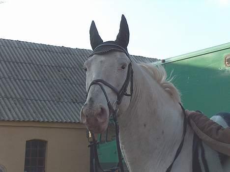 Knabstrupper Zeus R.I.P - hvad sker der...?? billede 9